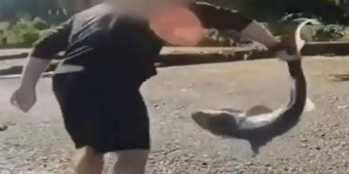 Man Charged with Unlawful Fishing After Alleged Shark Wrestling Incident