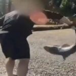 Man Charged with Unlawful Fishing After Alleged Shark Wrestling Incident