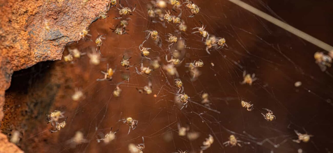 Web of Cooperation: Anomaly or Aspiration in the Halls of Power?