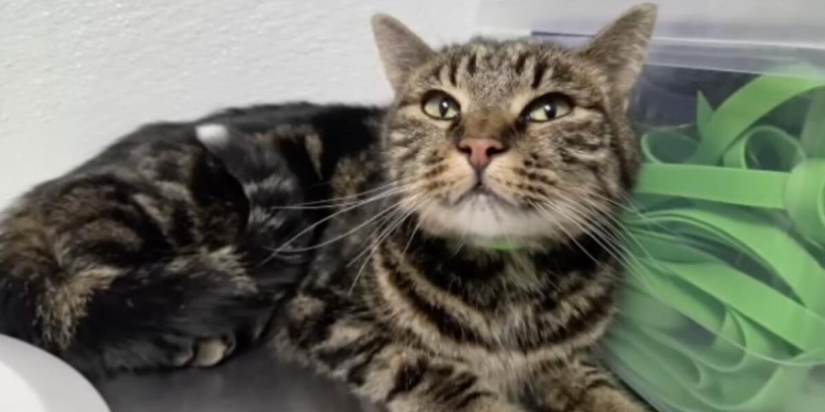 Fridge the Cat: Home After 40-Day Colorado National Park Ordeal