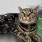 Fridge the Cat: Home After 40-Day Colorado National Park Ordeal Fridge the Cat: Home After 40-Day Colorado National Park Ordeal