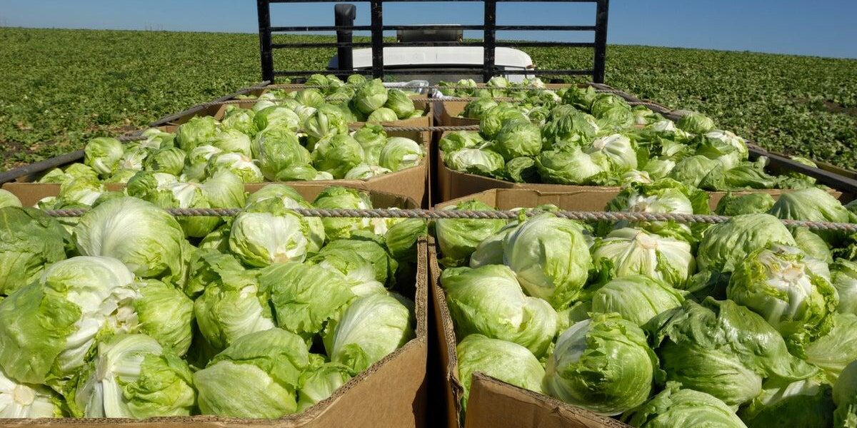 Cyclosporiasis Outbreak: Local Farmers Benefit as Shoppers Shun Pre-packed Produce