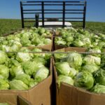 Cyclosporiasis Outbreak: Local Farmers Benefit as Shoppers Shun Pre-packed Produce