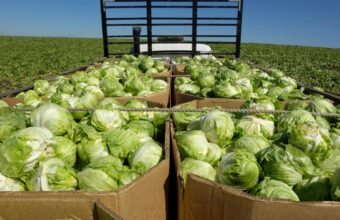 Cyclosporiasis Outbreak: Local Farmers Benefit as Shoppers Shun Pre-packed Produce
