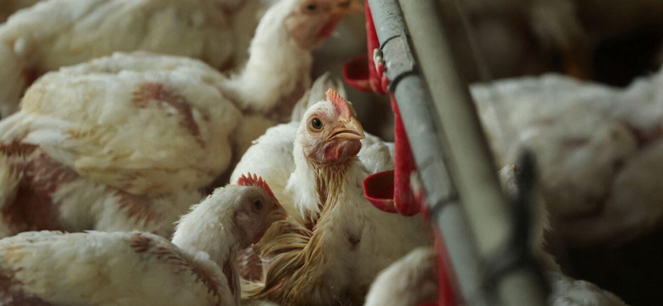 Study Reveals Poultry Farming Drives 100-Fold Increase in Food-Poisoning Bacteria