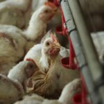 Study Reveals Poultry Farming Drives 100-Fold Increase in Food-Poisoning Bacteria