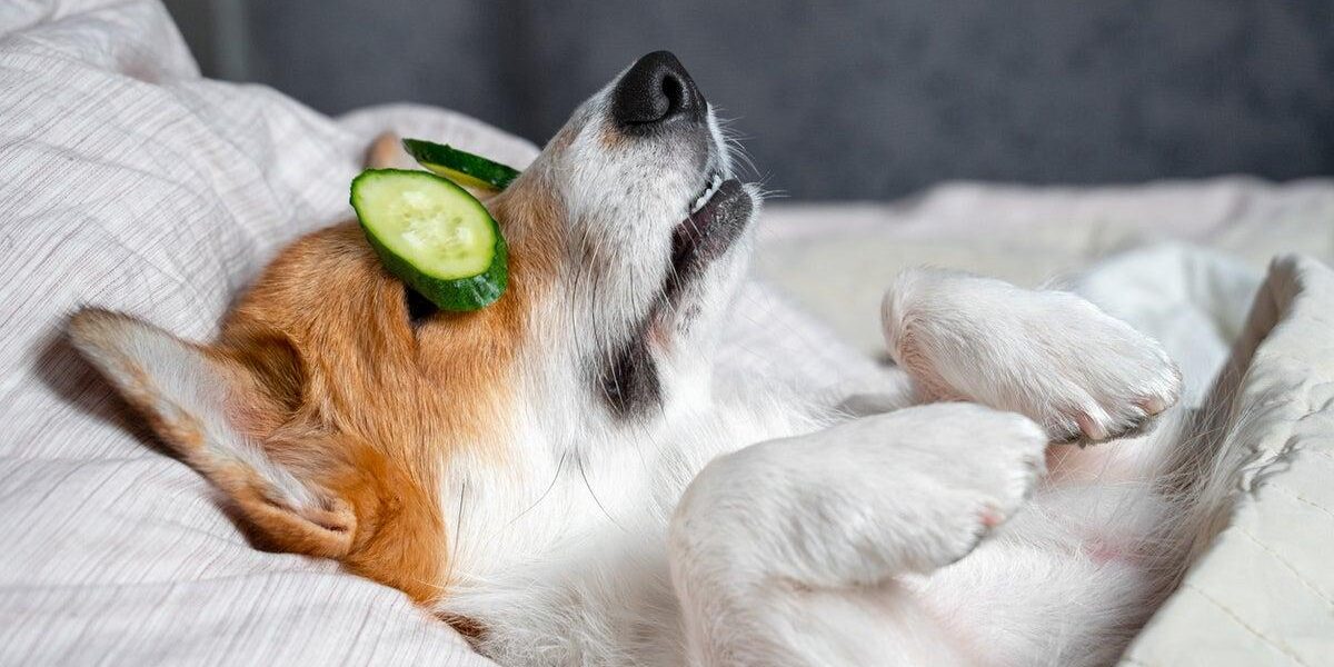 Emerging Trend ‘Poochmaxxing’ Transforms Dog Healthcare