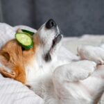 Emerging Trend ‘Poochmaxxing’ Transforms Dog Healthcare Emerging Trend ‘Poochmaxxing’ Transforms Dog Healthcare