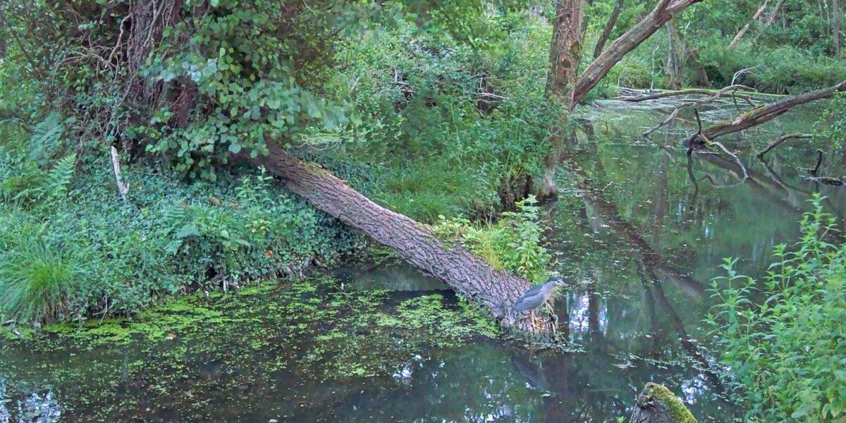 Rare Heron Sighting at Somerset National Trust Site Captures Attention