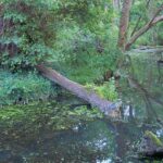 Rare Heron Sighting at Somerset National Trust Site Captures Attention