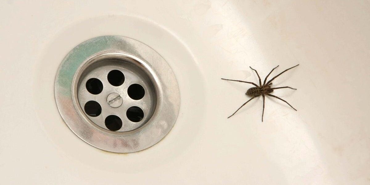Effective Strategies for Eliminating Spiders and Flies from Your Home