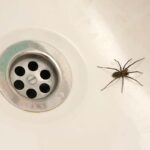 Effective Strategies for Eliminating Spiders and Flies from Your Home