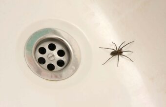 Effective Strategies for Eliminating Spiders and Flies from Your Home
