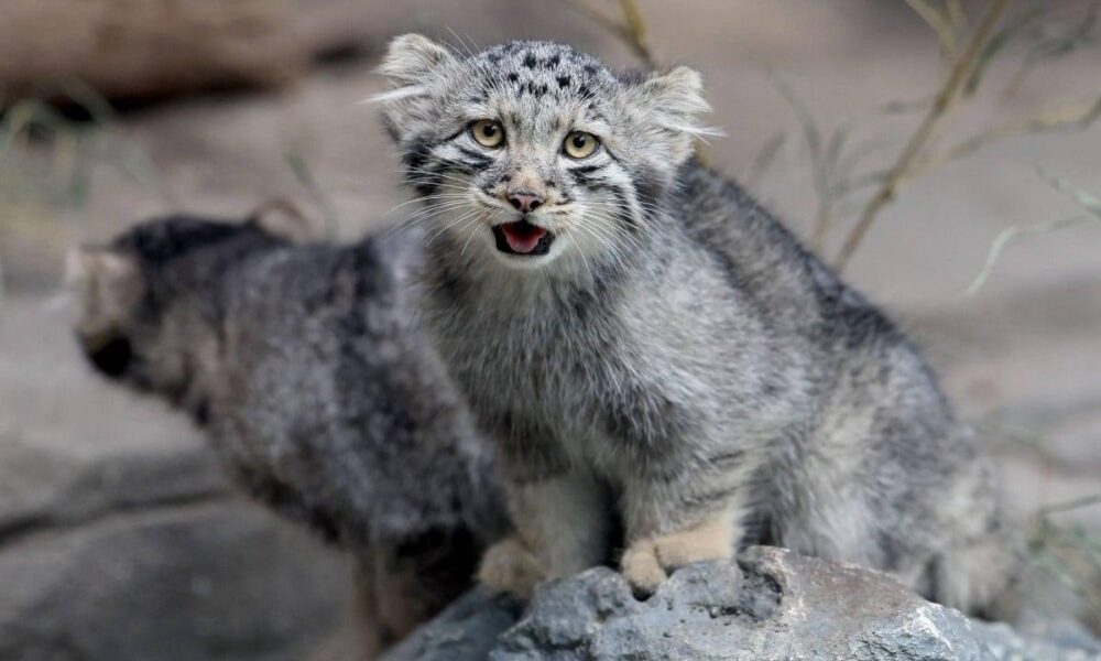 World’s ‘Grumpiest’ Pallas Kittens Debut at Japan Zoo