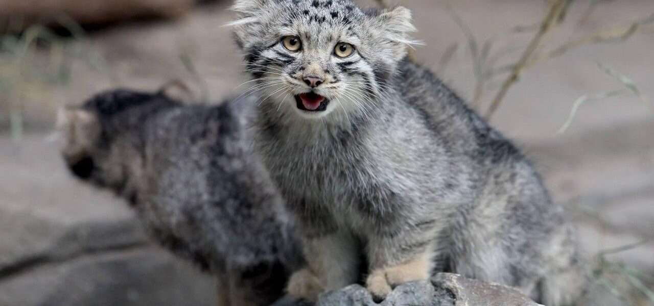 World’s ‘Grumpiest’ Pallas Kittens Debut at Japan Zoo