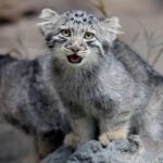 World’s ‘Grumpiest’ Pallas Kittens Debut at Japan Zoo