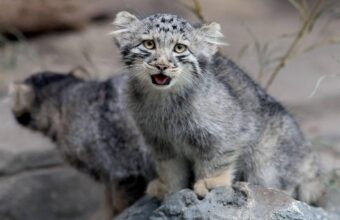 World’s ‘Grumpiest’ Pallas Kittens Debut at Japan Zoo World’s ‘Grumpiest’ Pallas Kittens Debut at Japan Zoo