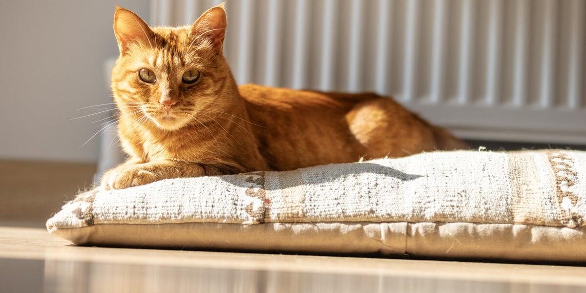 Study Reveals Simple Method to Extend Your Cat’s Lifespan