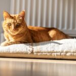 Study Reveals Simple Method to Extend Your Cat’s Lifespan Study Reveals Simple Method to Extend Your Cat’s Lifespan