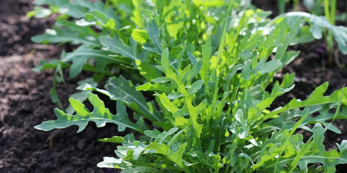 UK Gardeners Discover Four Vegetables That Thrive with Minimal Watering