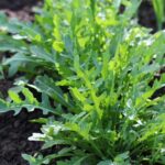 UK Gardeners Discover Four Vegetables That Thrive with Minimal Watering