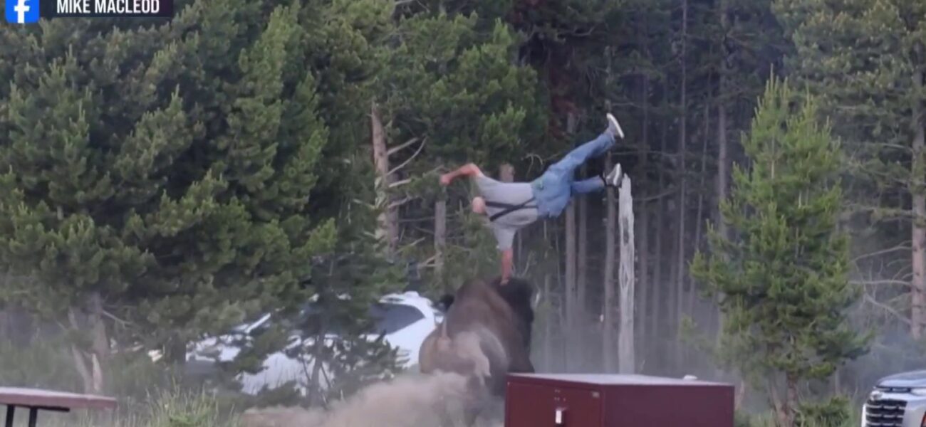 Yellowstone’s Wild Embrace: Bison Incident Reignites Debate on Untamed American Frontier
