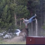 Yellowstone’s Wild Embrace: Bison Incident Reignites Debate on Untamed American Frontier