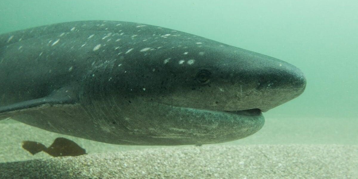 Scuba Diver Attacked by Shark off Tasmania’s Adventure Bay