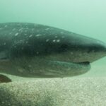 Scuba Diver Attacked by Shark off Tasmania’s Adventure Bay Scuba Diver Attacked by Shark off Tasmania’s Adventure Bay