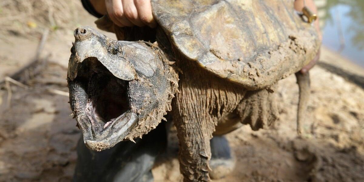 US Terminates Automatic Protections for Endangered Species Amid Extinction Fears