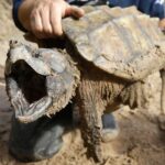 US Terminates Automatic Protections for Endangered Species Amid Extinction Fears