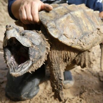 US Terminates Automatic Protections for Endangered Species Amid Extinction Fears