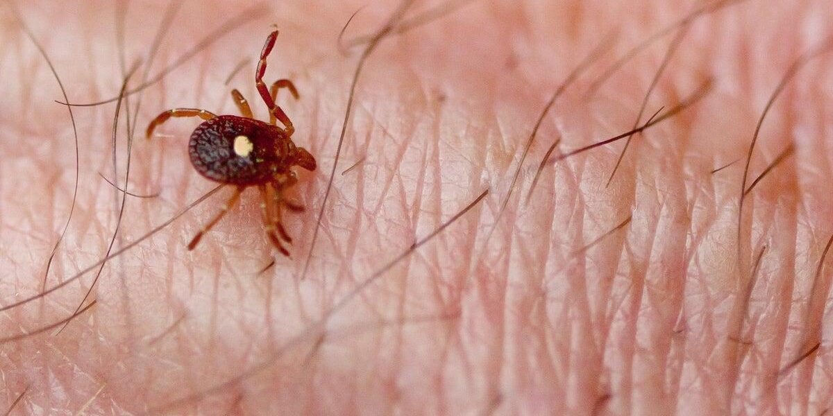 Researchers Discover Tick Carrying Rare and Deadly Bourbon Virus