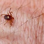 Researchers Discover Tick Carrying Rare and Deadly Bourbon Virus Researchers Discover Tick Carrying Rare and Deadly Bourbon Virus