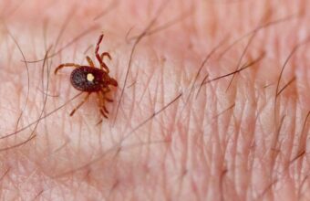 Researchers Discover Tick Carrying Rare and Deadly Bourbon Virus