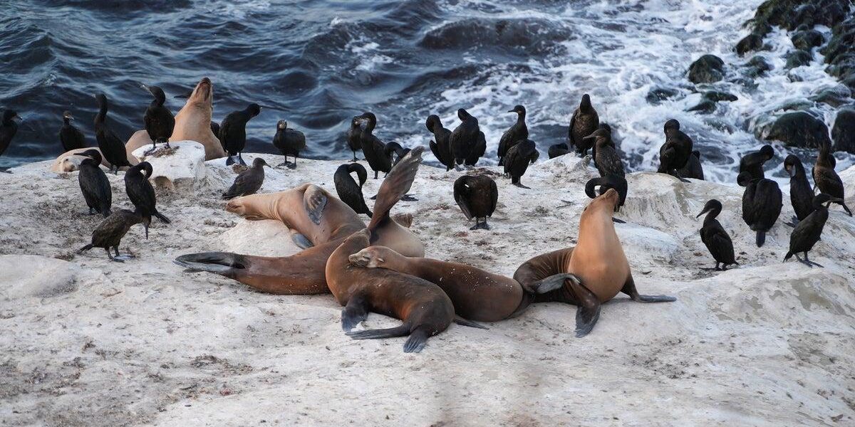 Federal Investigation Launched After Video Shows Sea Lion Assault at California Beach