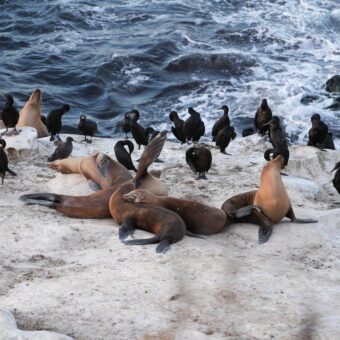 Federal Investigation Launched After Video Shows Sea Lion Assault at California Beach