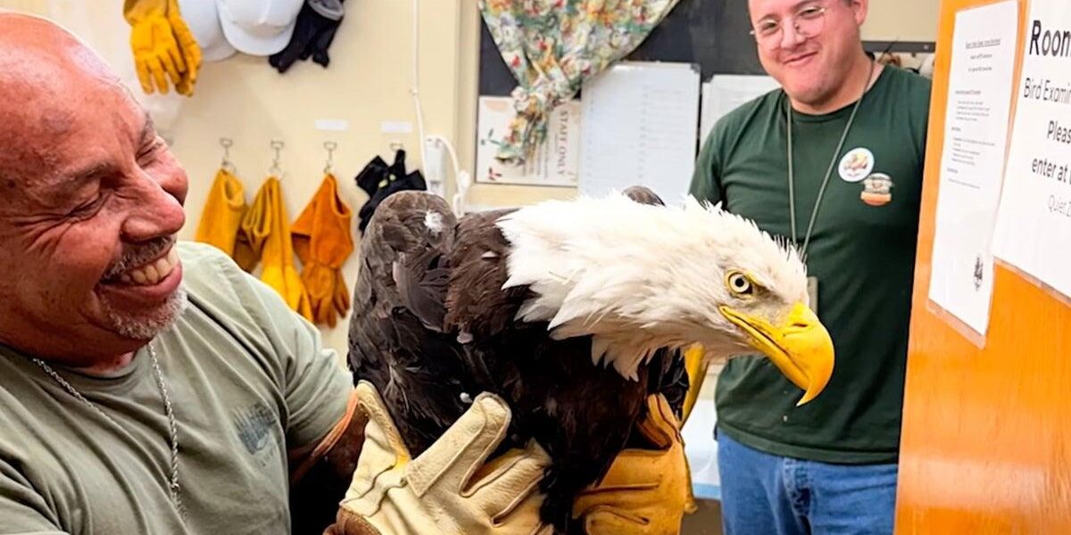 Injured Bald Eagle Believed to Be Internet Star Rescued in California
