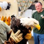 Injured Bald Eagle Believed to Be Internet Star Rescued in California Injured Bald Eagle Believed to Be Internet Star Rescued in California