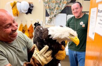 Injured Bald Eagle Believed to Be Internet Star Rescued in California