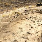 Ancient Footprints in Kenya Reveal Insights on Paranthropus boisei