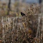 El Niño’s Grim Harvest: Latin America Braces for Climate’s Economic Hammer Blow El Niño’s Grim Harvest: Latin America Braces for Climate’s Economic Hammer Blow