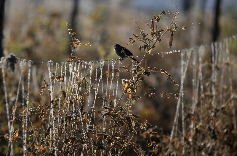 El Niño’s Grim Harvest: Latin America Braces for Climate’s Economic Hammer Blow
