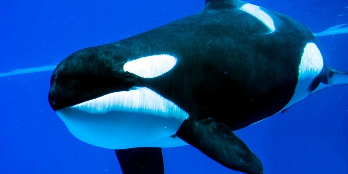 Orcas Observed Deliberately Ramming Giant Fish Carcasses