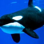 Orcas Observed Deliberately Ramming Giant Fish Carcasses