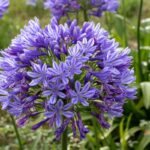 Top 5 Drought-Resistant Plants for UK Gardens