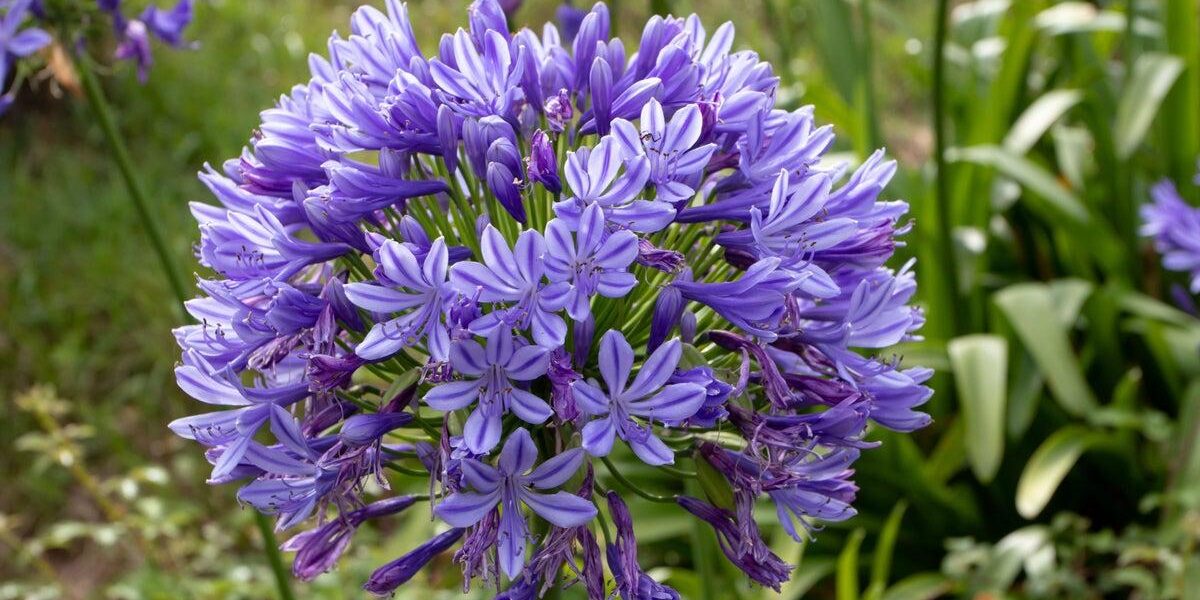 Top 5 Drought-Resistant Garden Plants for Heatwaves