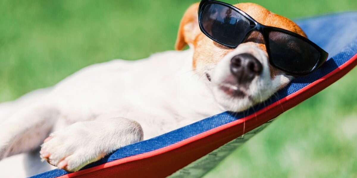 Pets Vulnerable to Sunburn: Recognizing Signs and Ensuring Protection