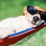 Pets Vulnerable to Sunburn: Recognizing Signs and Ensuring Protection