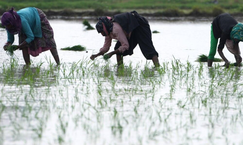 Erratic Monsoon Patterns in India Threaten Agriculture and Power Supply